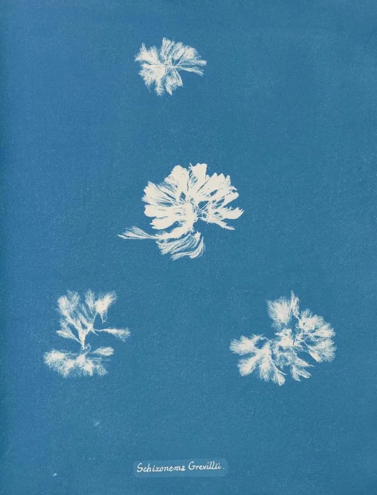 Gemälde Schizonema grevillii - Anna Atkins