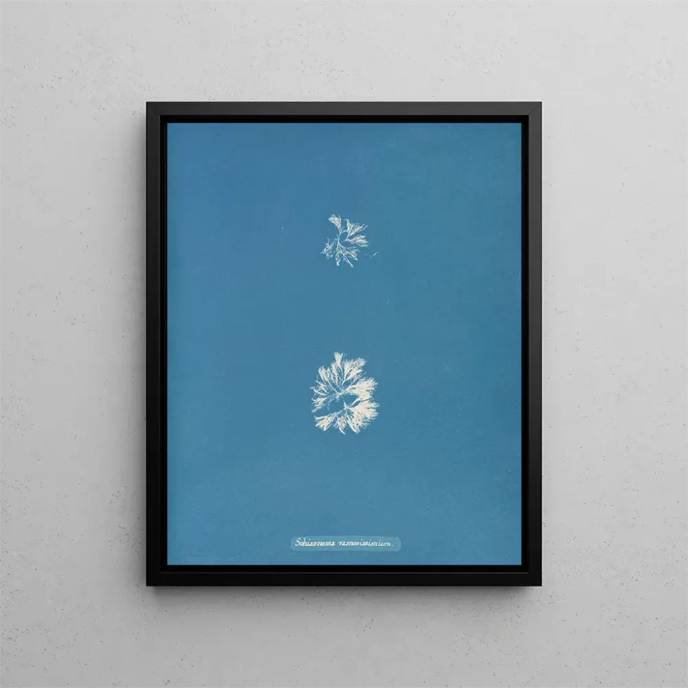 Gemälde Schizonema le plus ramifié - Anna Atkins | Kunstdruck