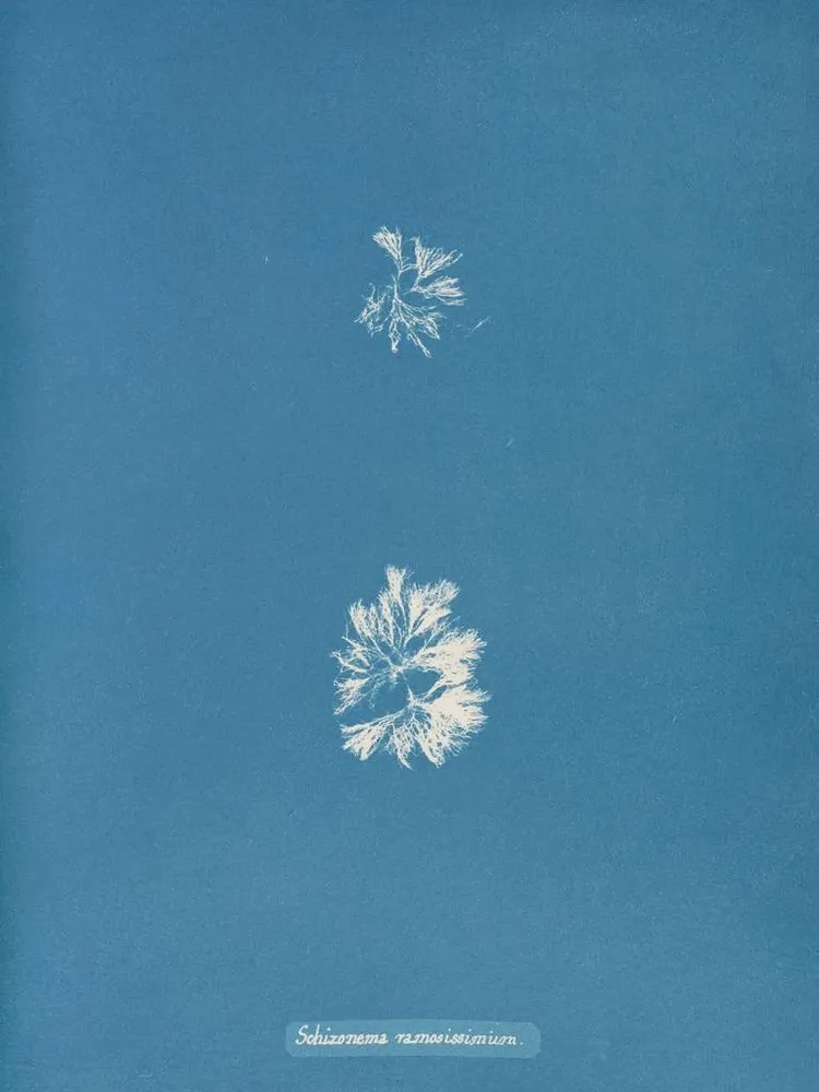 Gemälde Schizonema le plus ramifié - Anna Atkins | Kunstdruck