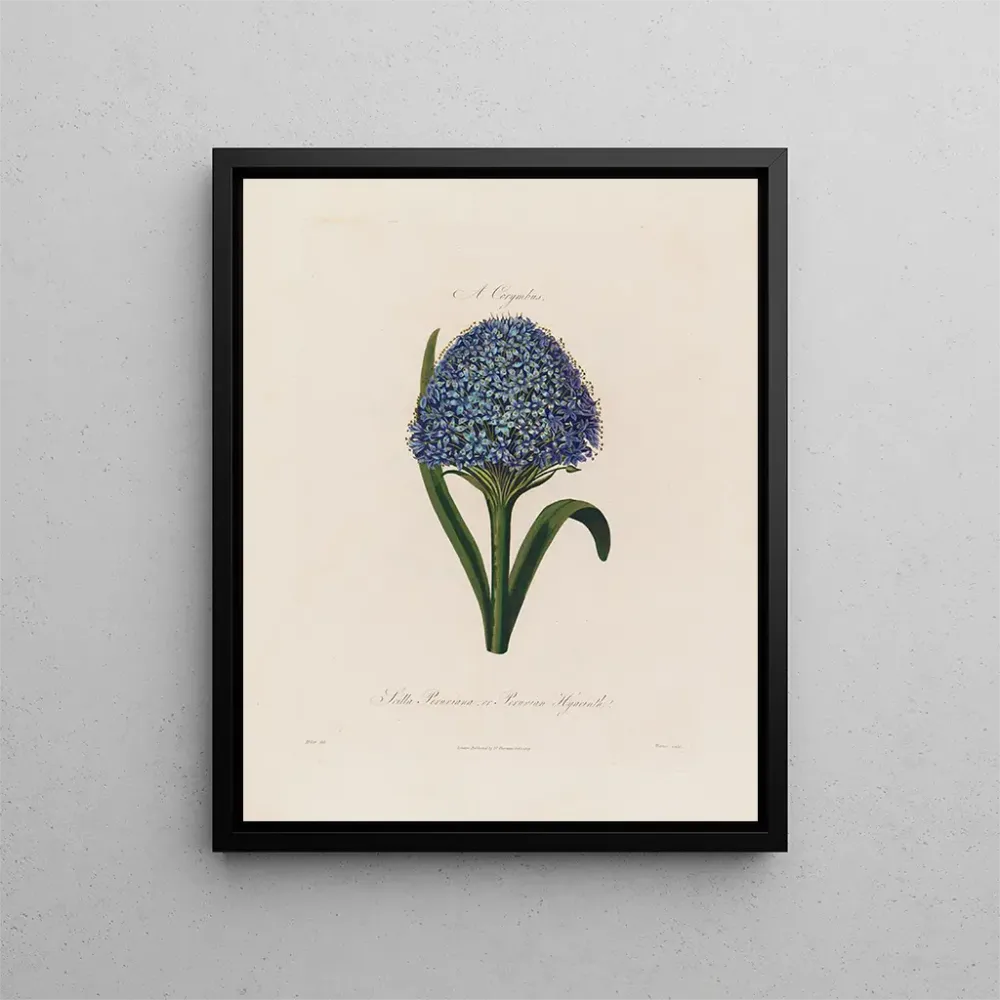 Gemälde Scilla peruviana oder Hyazinthe aus Peru - Robert John Thornton | Kunstdruck