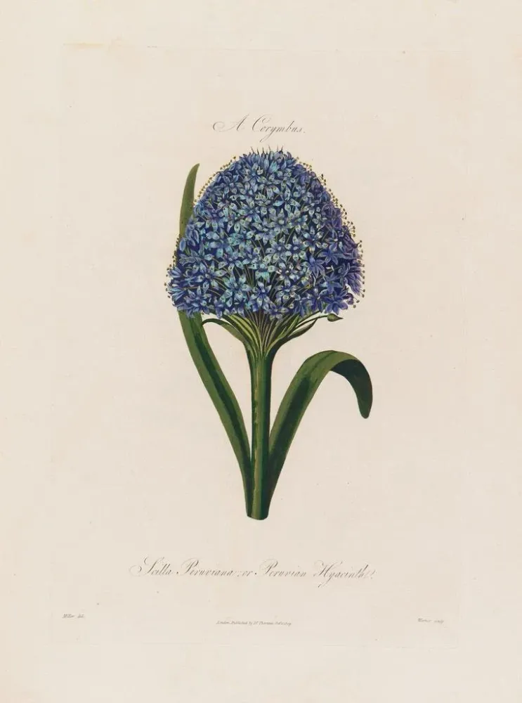 Gemälde Scilla peruviana oder Hyazinthe aus Peru - Robert John Thornton | Kunstdruck