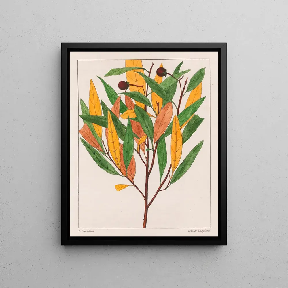 Gemälde Solanus pseudoquina - Auguste de Saint-Hilaire | Kunstdruck