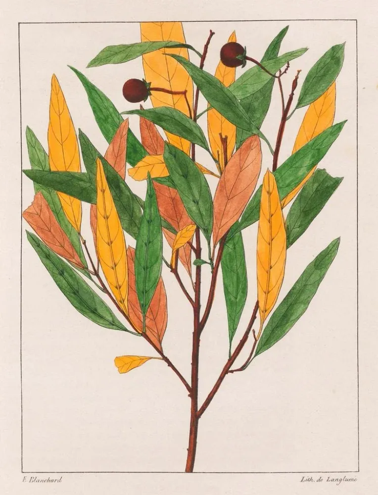 Gemälde Solanus pseudoquina - Auguste de Saint-Hilaire | Kunstdruck