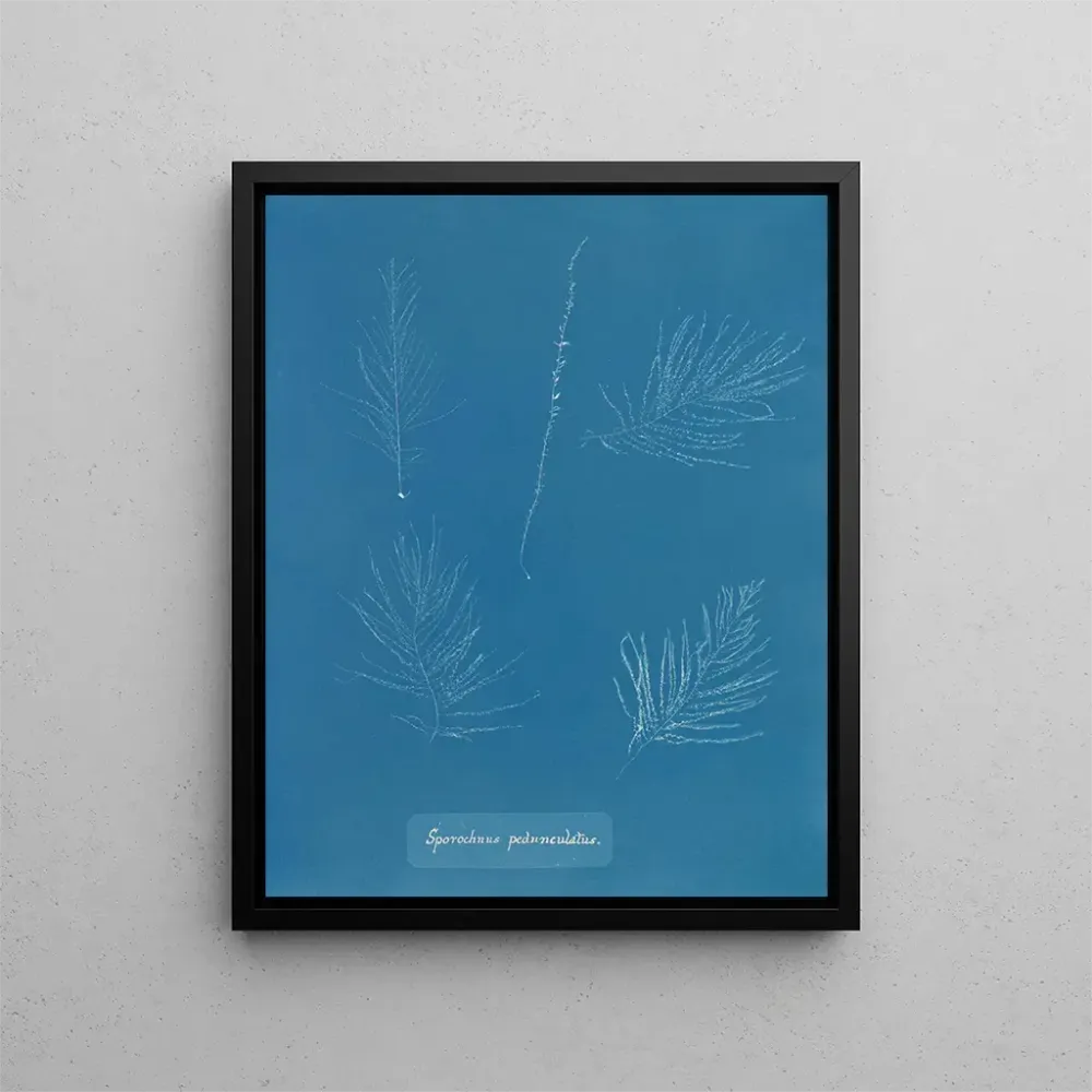 Gemälde Sporochnus pedunculatus - Anna Atkins | Kunstdruck