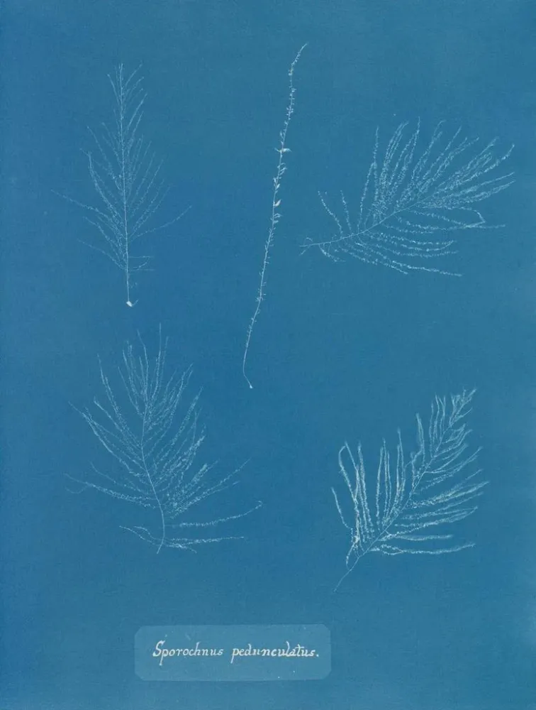 Gemälde Sporochnus pedunculatus - Anna Atkins | Kunstdruck