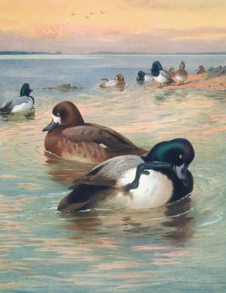 Gemälde Stockente milouinan - Archibald Thorburn