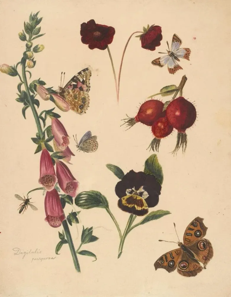 Gemälde Studienblatt mit Blumen und Schmetterlingen - Albertus Steenbergen | Kunstdruck