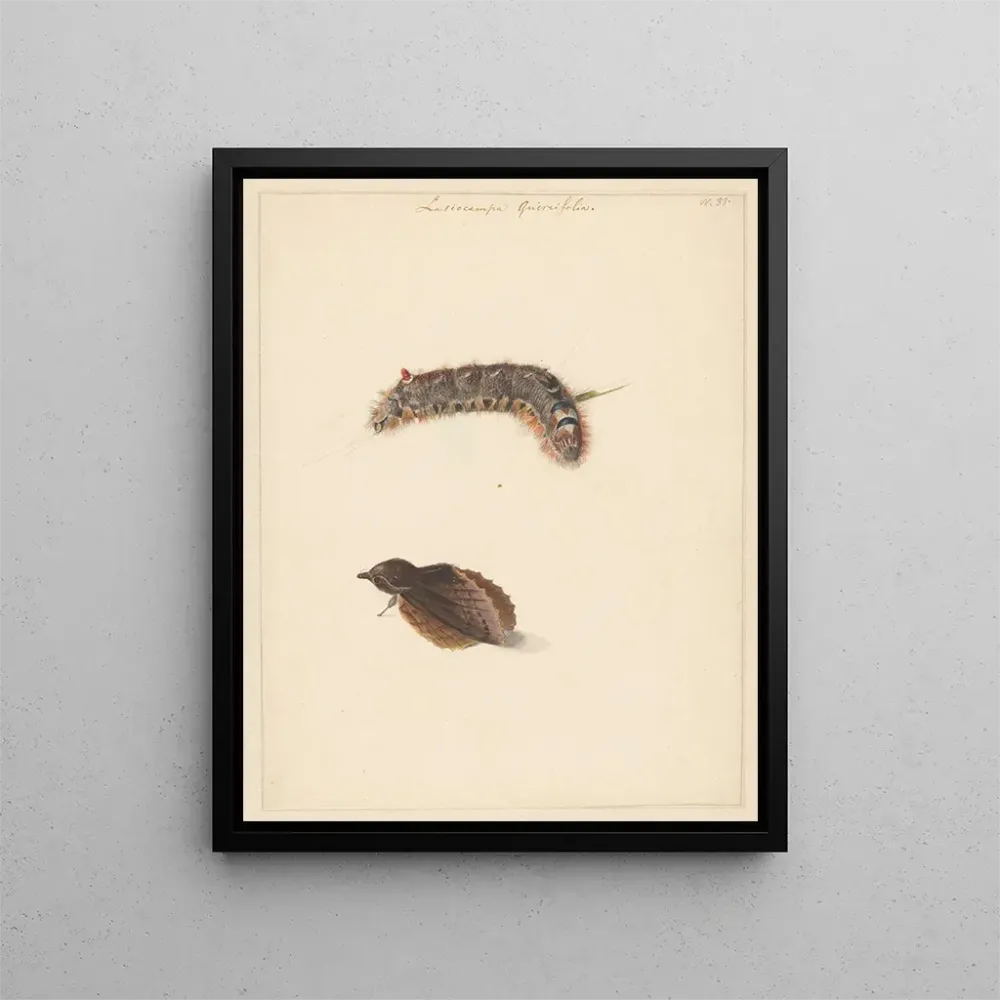 Gemälde Studienblatt mit Raupe und Nachtfaltern Lasiocampa Quireifolia - Albertus Steenbergen | Kunstdruck