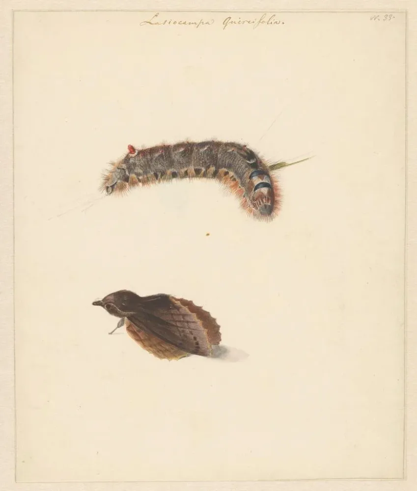 Gemälde Studienblatt mit Raupe und Nachtfaltern Lasiocampa Quireifolia - Albertus Steenbergen | Kunstdruck