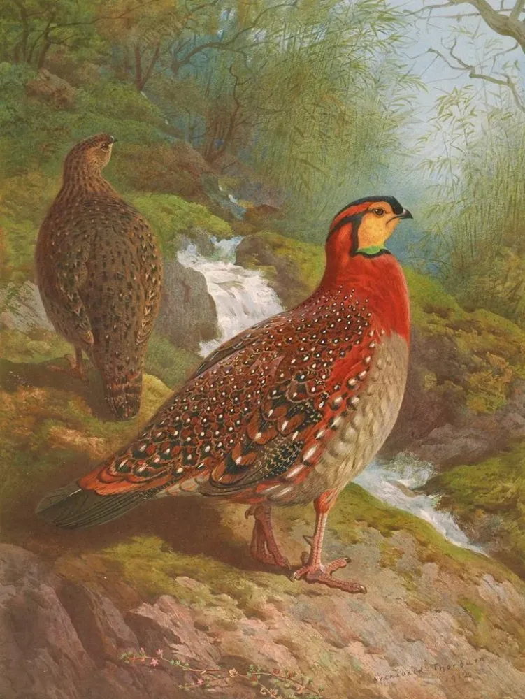 Gemälde Tragopan de Blyth - Archibald Thorburn | Kunstdruck