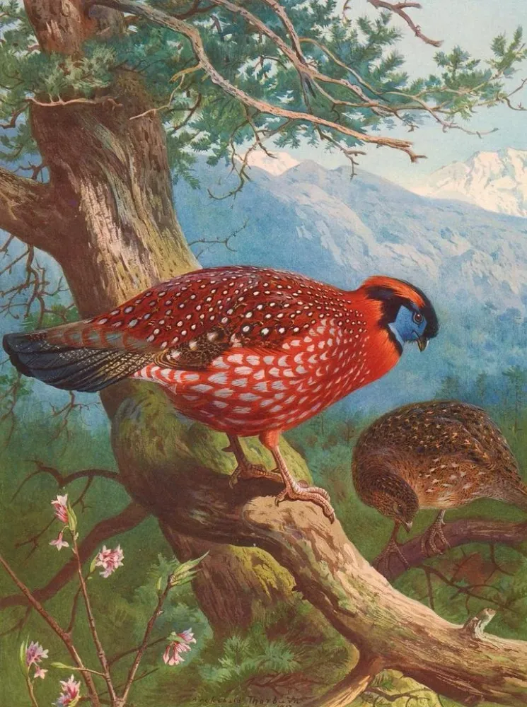 Gemälde Tragopan de Temmincks - Archibald Thorburn | Kunstdruck