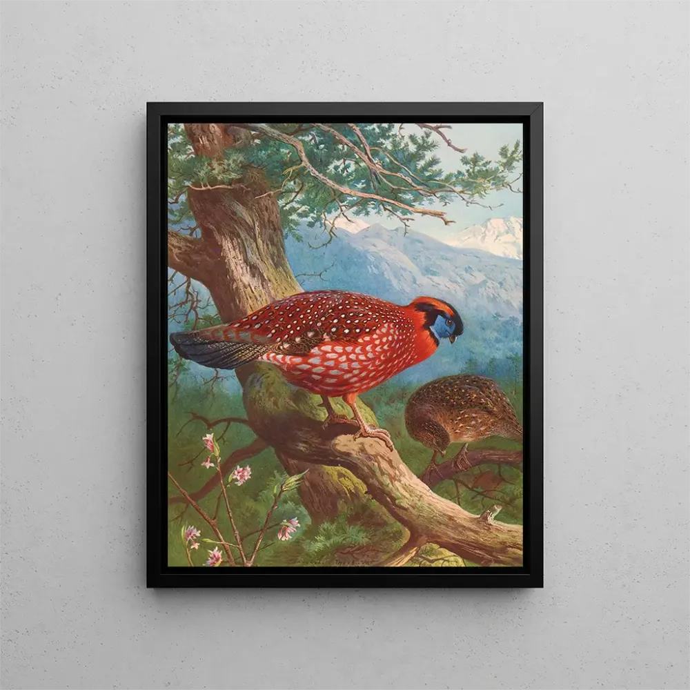 Gemälde Tragopan de Temmincks - Archibald Thorburn | Kunstdruck