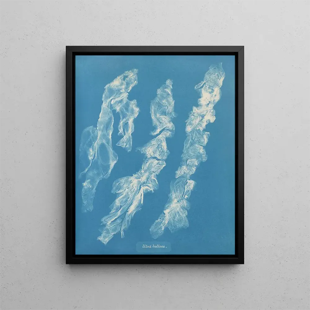 Gemälde Ulva bullosa - Anna Atkins | Kunstdruck