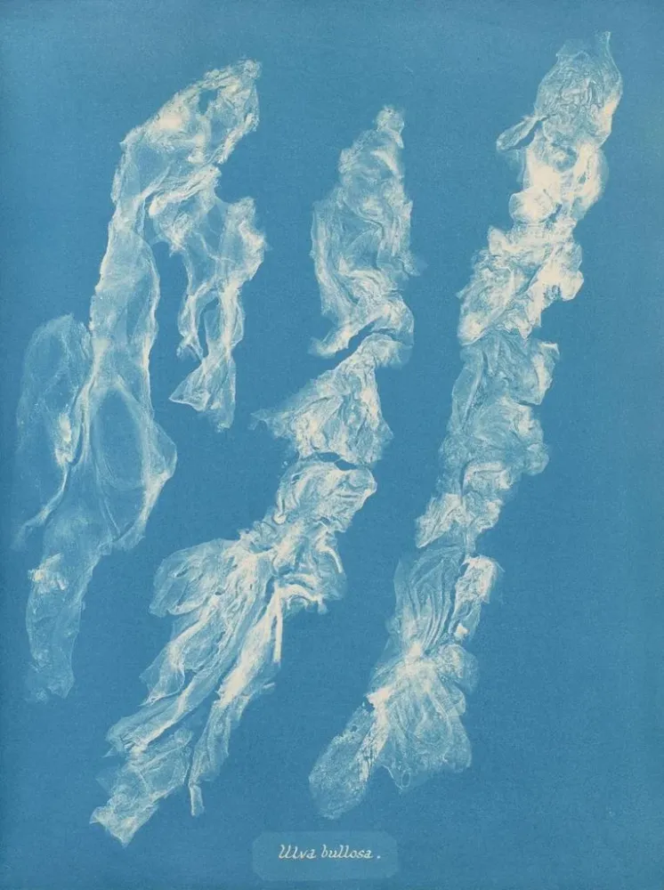 Gemälde Ulva bullosa - Anna Atkins | Kunstdruck