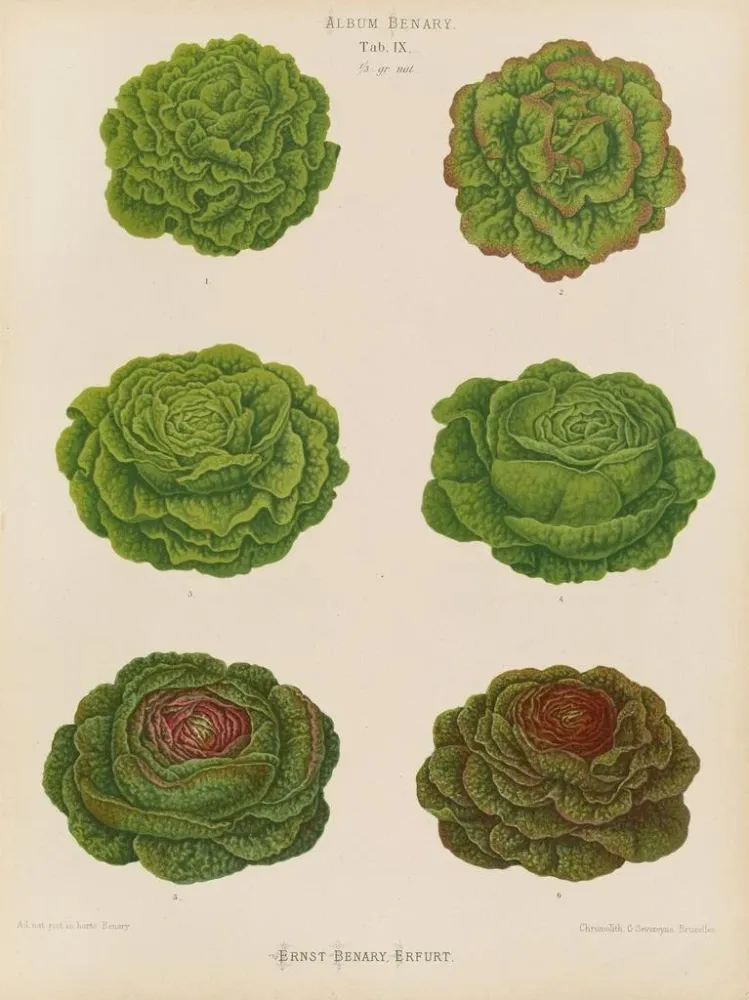 Gemälde Variétés de laitues de chou - Ernst Benary | Kunstdruck