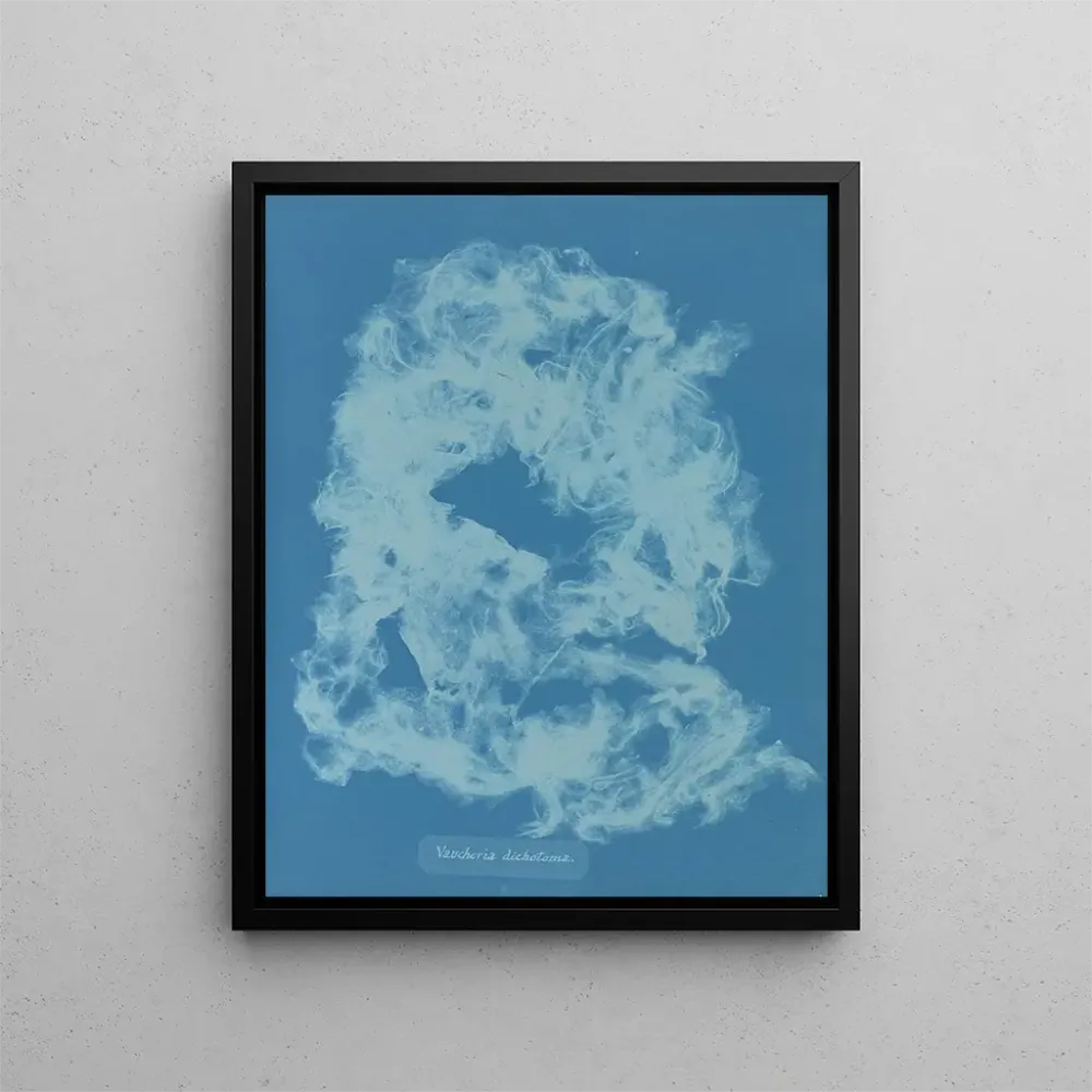 Gemälde Vaucheria dichotoma - Anna Atkins