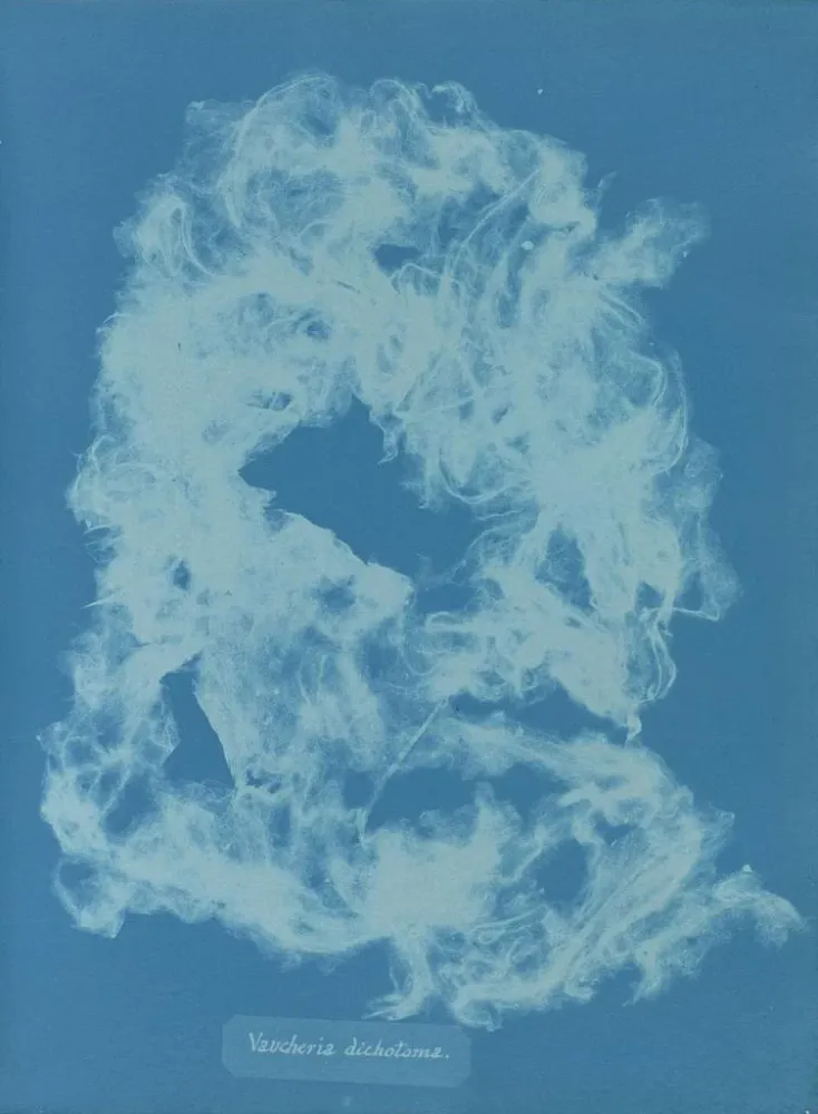 Gemälde Vaucheria dichotoma - Anna Atkins