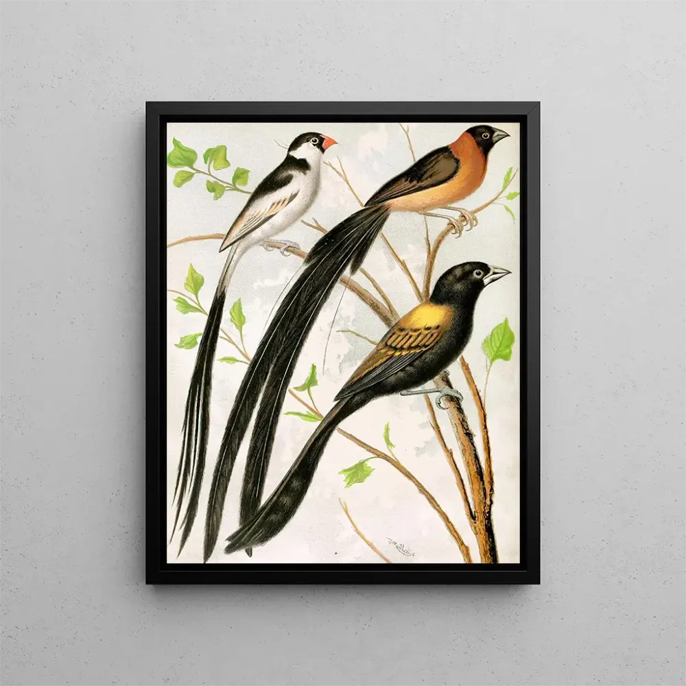 Gemälde Vögel widah - W. . Blakston | Kunstdruck
