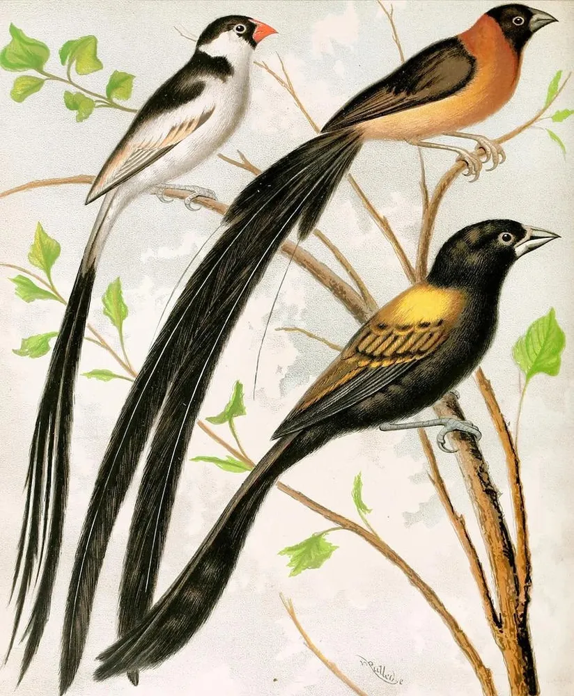 Gemälde Vögel widah - W. . Blakston | Kunstdruck