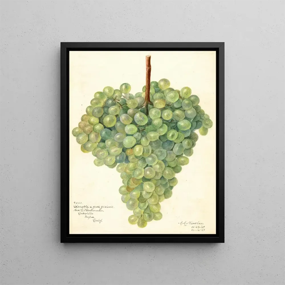 Gemälde Vitis Clarette à Gros Grains - Amanda Almira Newton | Kunstdruck