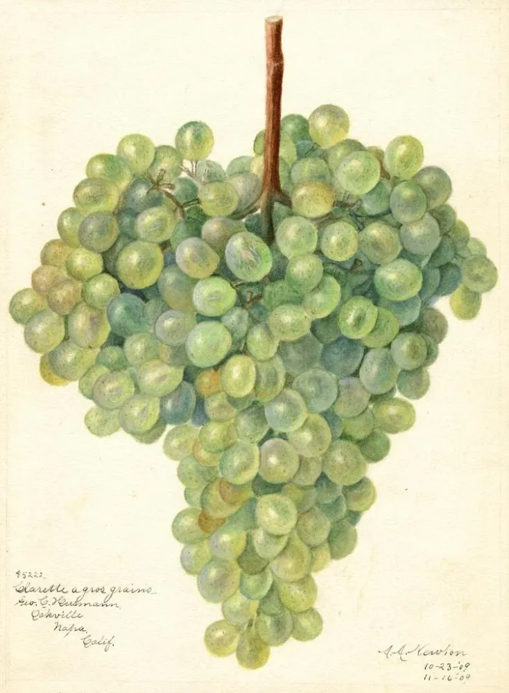 Gemälde Vitis Clarette à Gros Grains - Amanda Almira Newton | Kunstdruck