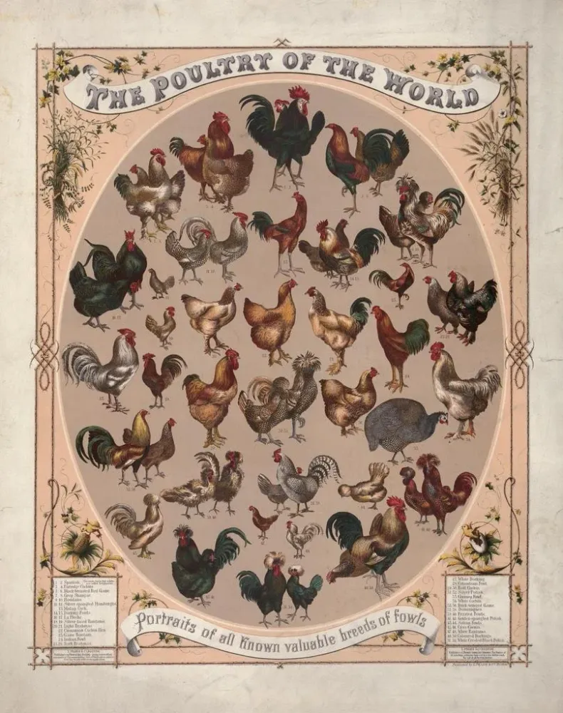 Gemälde La volaille du monde : portraits de toutes les races de volailles connues - Louis Prang Co | Kunstdruck