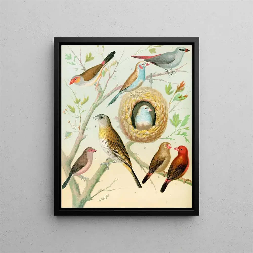 Gemälde Waxbills, Safran-Pinson und Feuerpinson aus Afrika - W. . Blakston | Kunstdruck