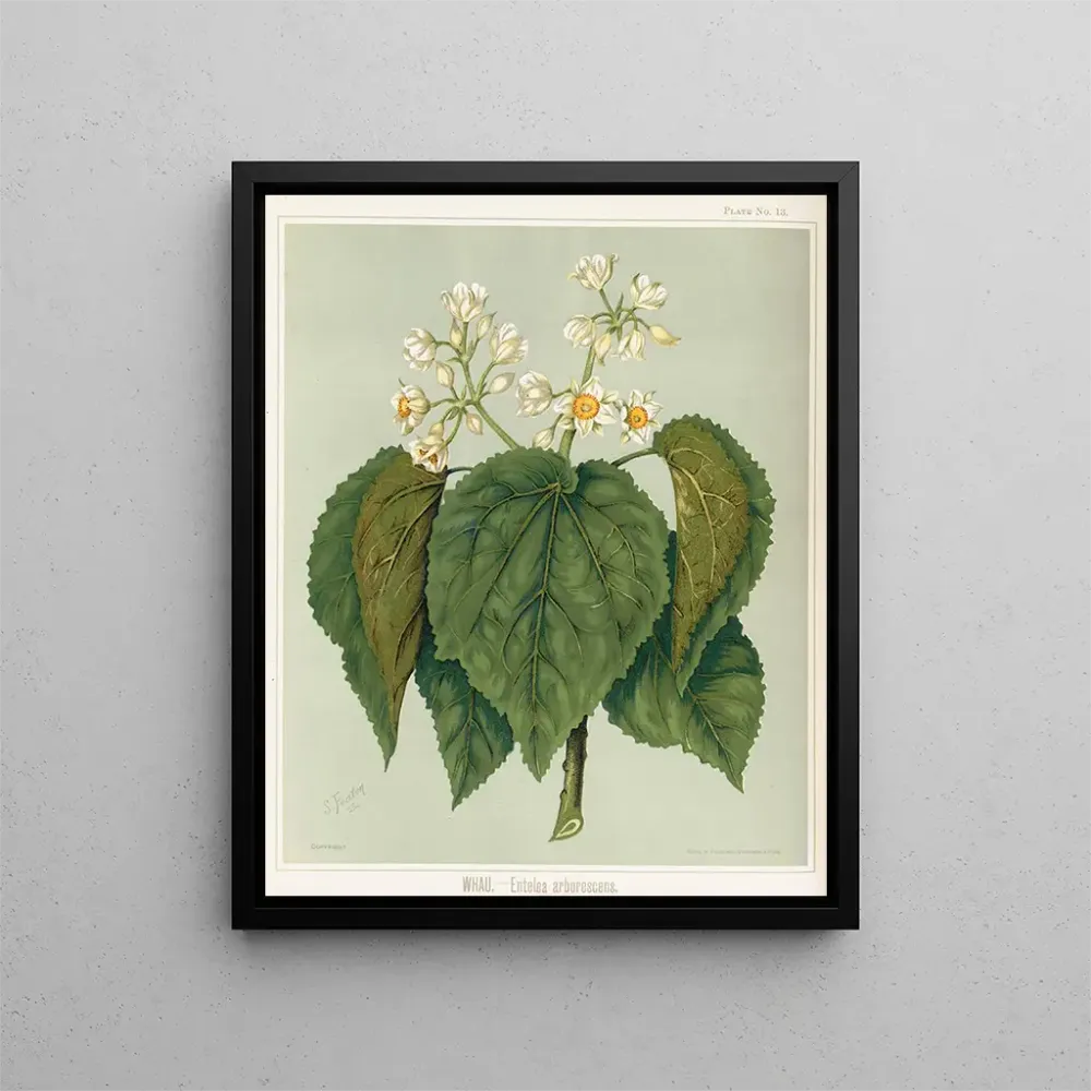 Gemälde Whau Entelea arborescens, Platte 13 - Sarah Featon | Kunstdruck