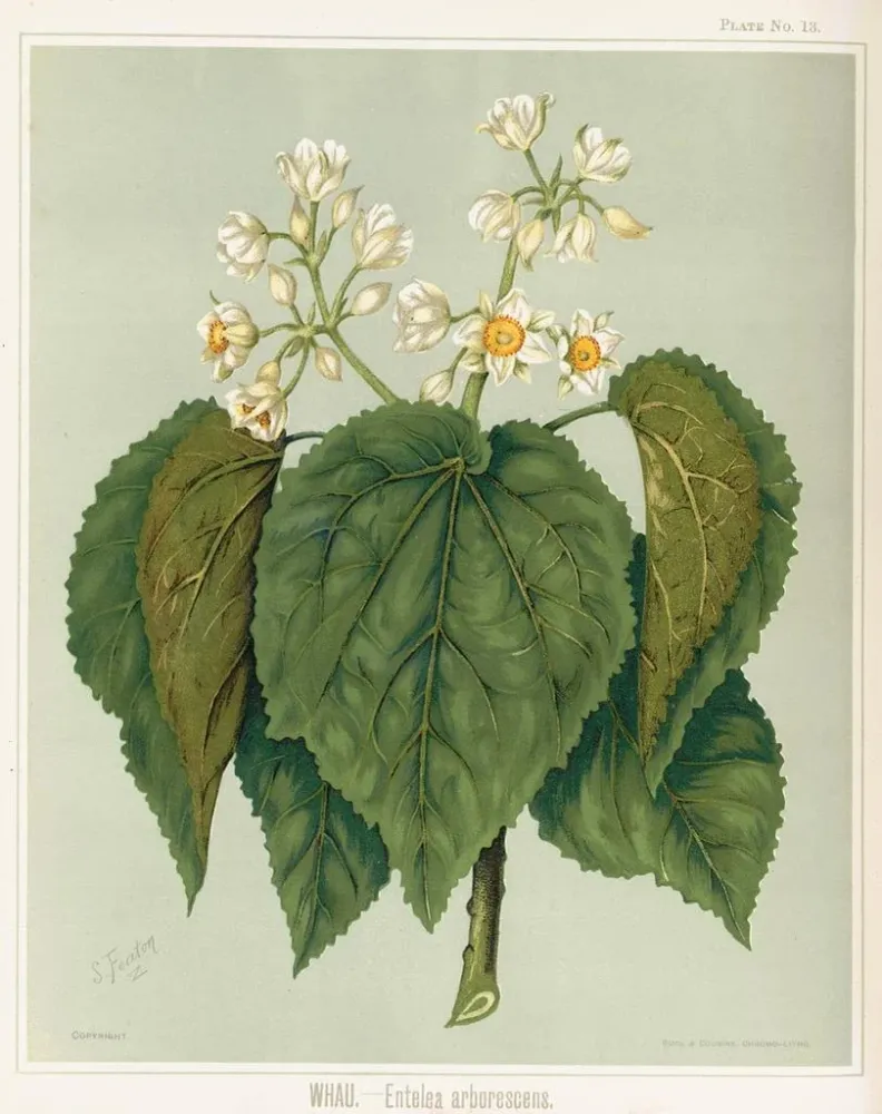 Gemälde Whau Entelea arborescens, Platte 13 - Sarah Featon | Kunstdruck