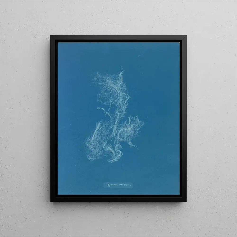 Gemälde Zygnema brillant - Anna Atkins | Kunstdruck