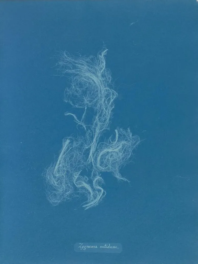 Gemälde Zygnema brillant - Anna Atkins | Kunstdruck