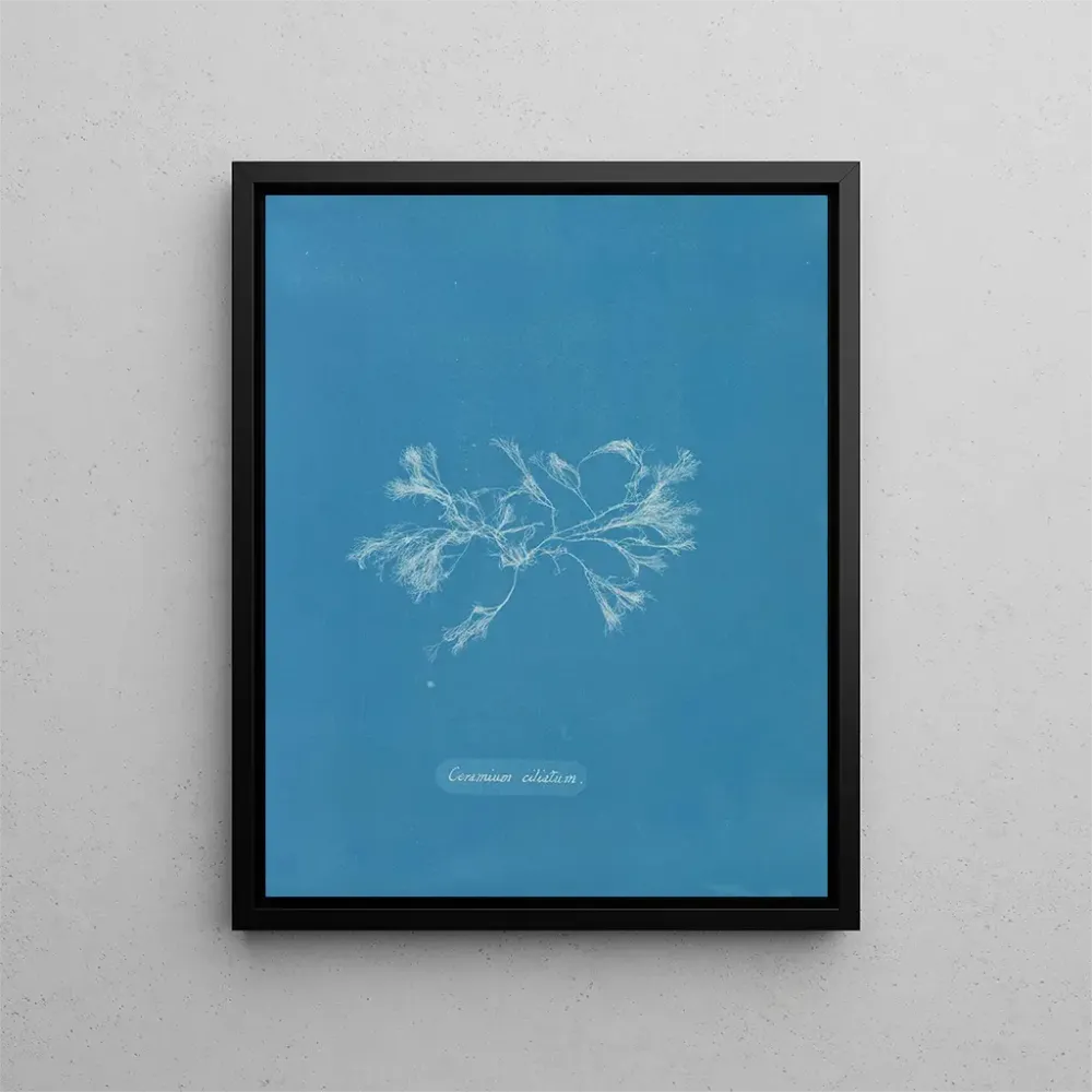 Keramik-Gemälde mit Zilien - Anna Atkins | Kunstdruck
