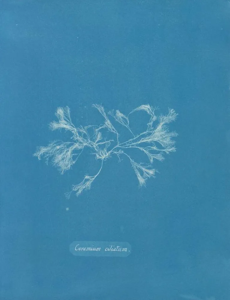 Keramik-Gemälde mit Zilien - Anna Atkins | Kunstdruck