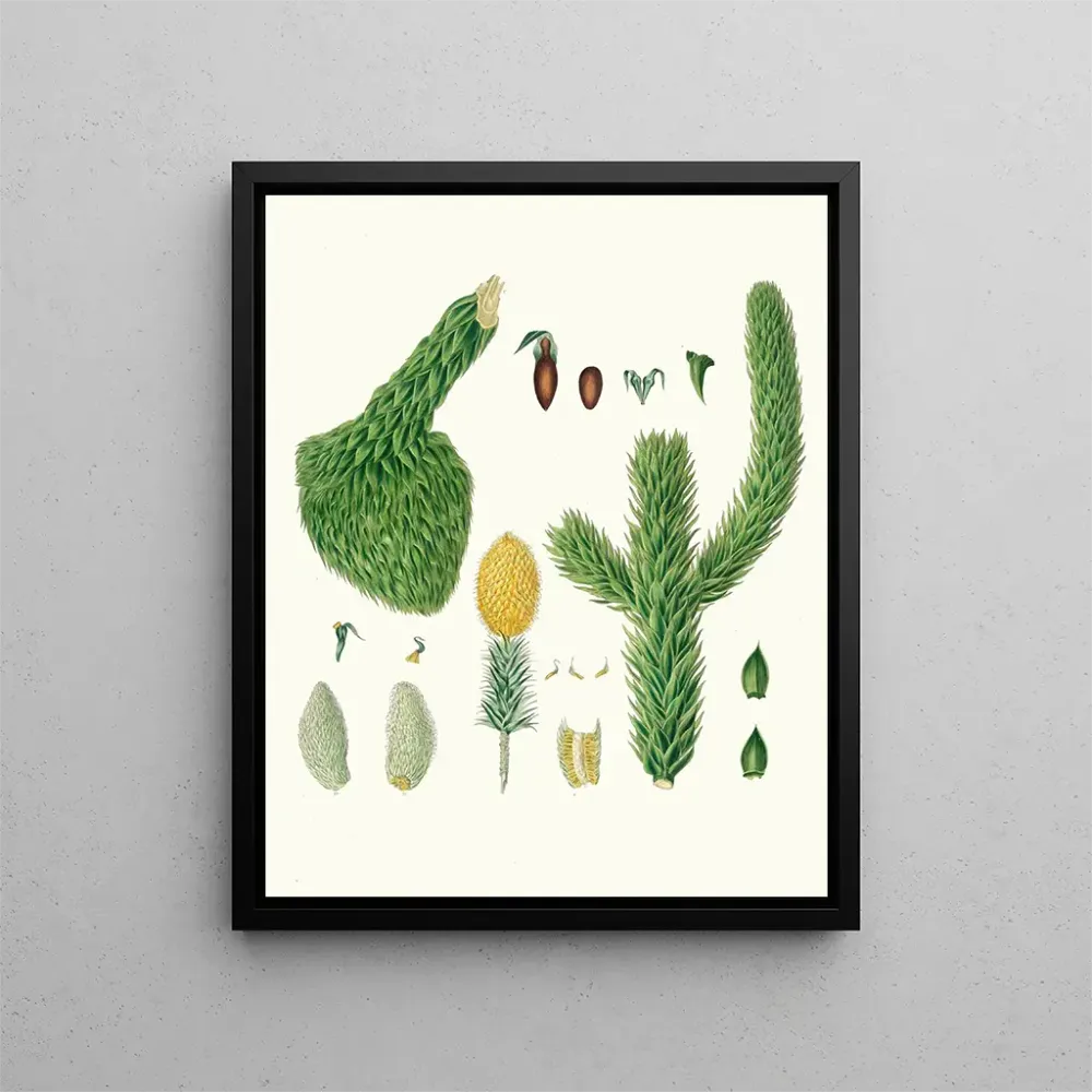 Kunstdruck Araucaria imbricata, Chili-Pin - Aylmer Bourke Lambert | Kunstdruck