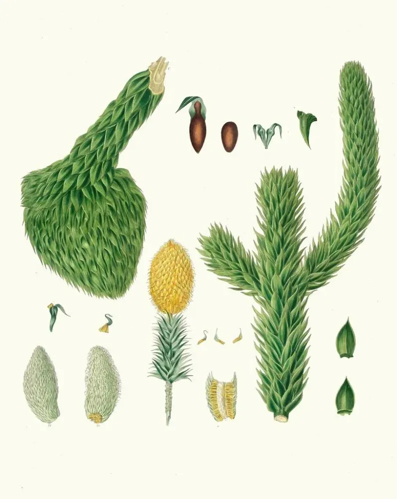 Kunstdruck Araucaria imbricata, Chili-Pin - Aylmer Bourke Lambert | Kunstdruck