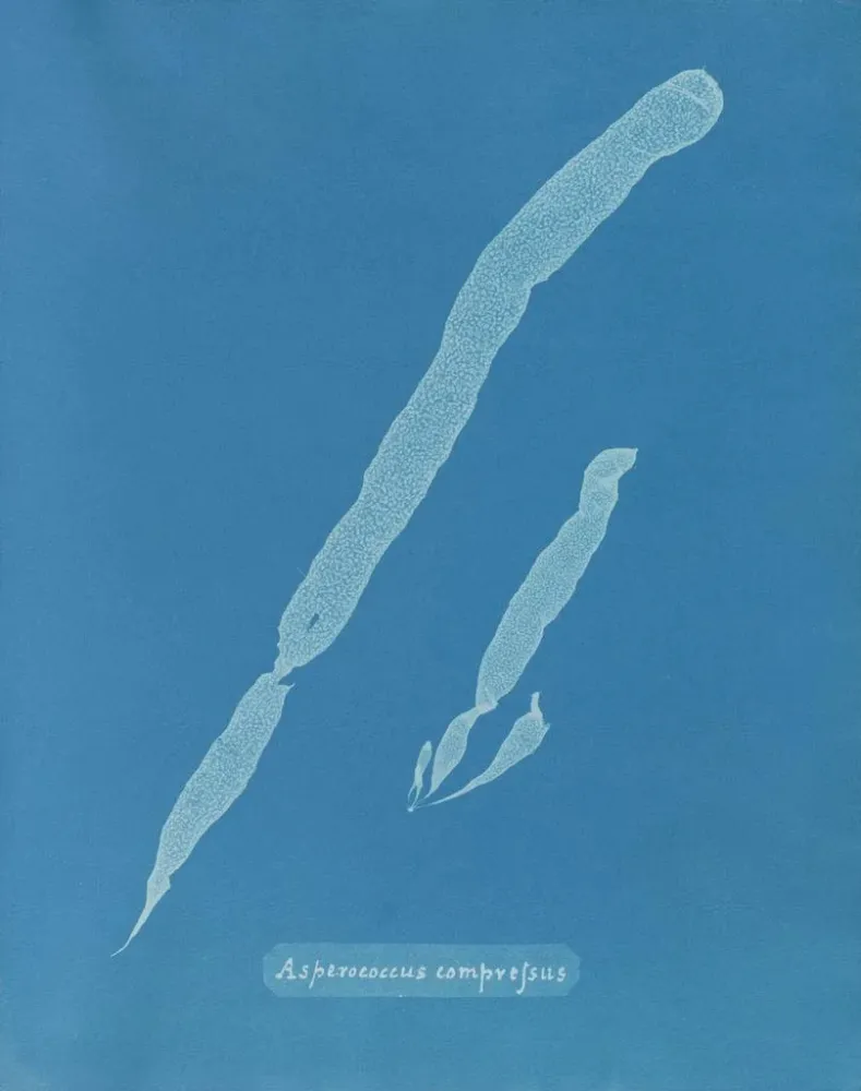 Kunstdruck Asperococcus comprimé - Anna Atkins | Reproduktion