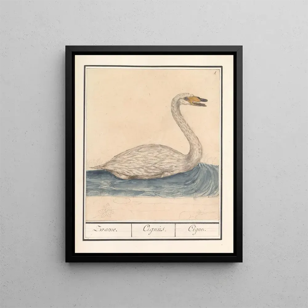 Kunstdruck Cygne chanteur Cygnus cygnus Zwaene Cignus Cigne - Anselmus Botius de Boodt