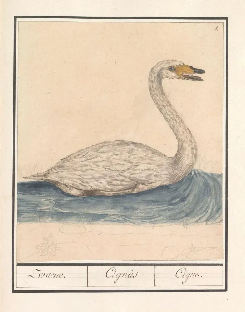 Kunstdruck Cygne chanteur Cygnus cygnus Zwaene Cignus Cigne - Anselmus Botius de Boodt