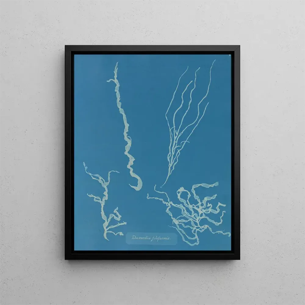 Kunstdruck Dumontia filiformis - Anna Atkins | Reproduktion
