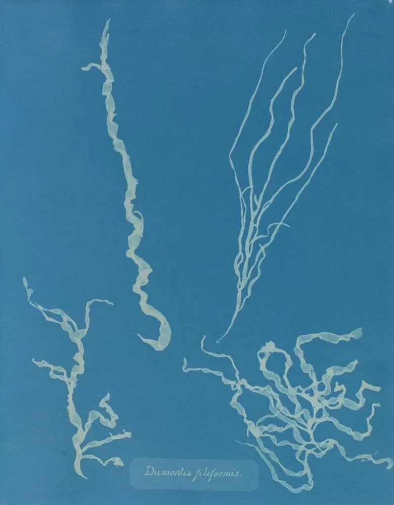 Kunstdruck Dumontia filiformis - Anna Atkins | Reproduktion