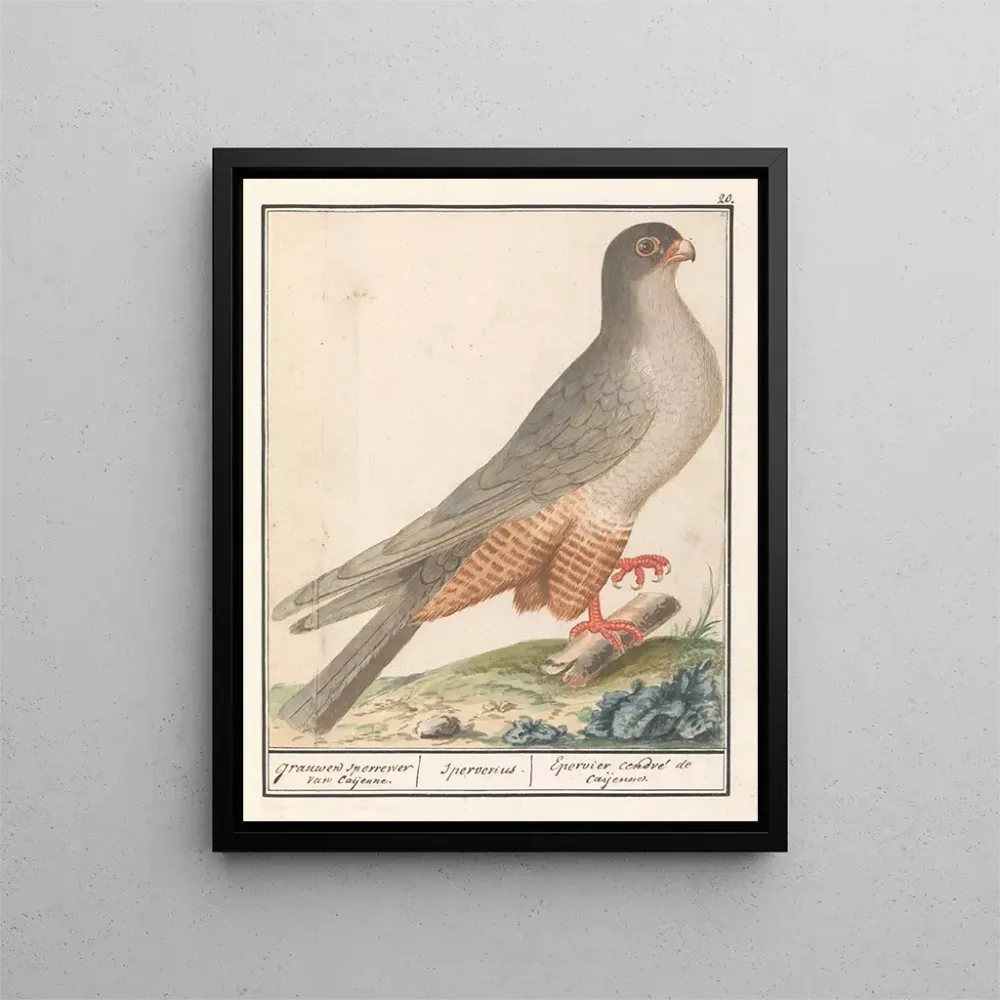 Kunstdruck Faucon à pieds rouges Falco vespertinus faucons gris de Caijenne Sperverius Épervier cendré de Caijenne - Ansel...