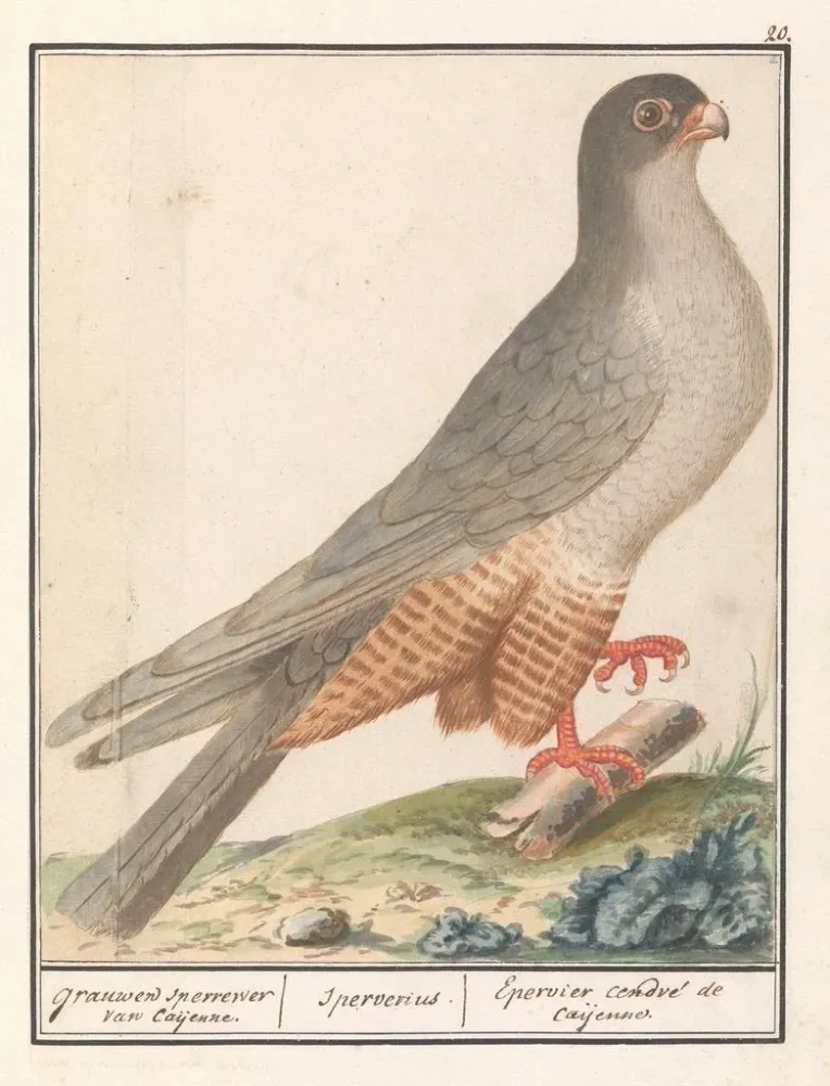 Kunstdruck Faucon à pieds rouges Falco vespertinus faucons gris de Caijenne Sperverius Épervier cendré de Caijenne - Ansel...