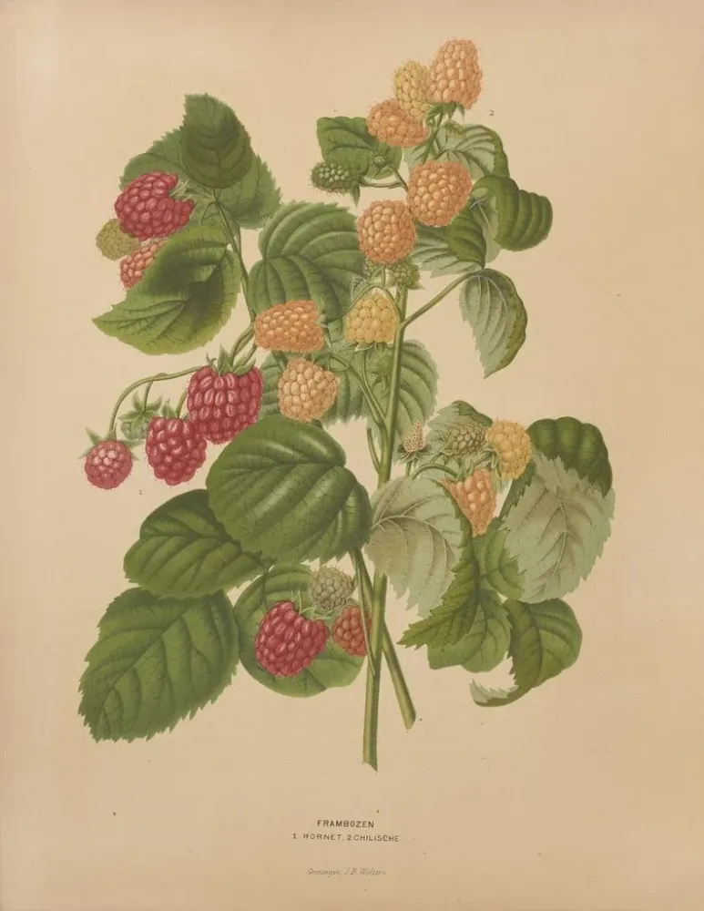 Kunstdruck Flore hollandaise et Pomone PL46 - Abraham Jacobus Wendel