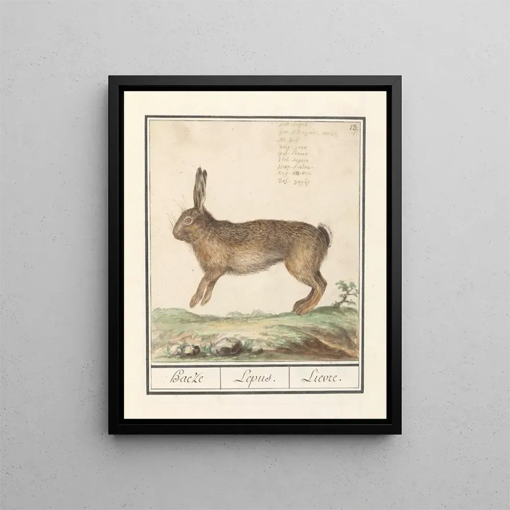 Kunstdruck Haas Lepus europaeus Haeze Lepus Lièvre - Anselmus Botius de Boodt