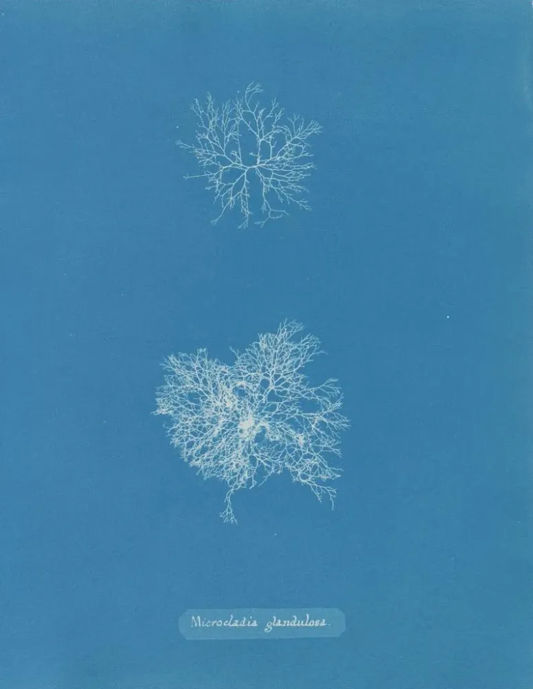 Kunstdruck Microcladia glandulosa - Anna Atkins | Kunstdruck