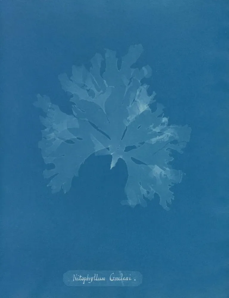 Kunstdruck Nitophyllum Gmeleni - Anna Atkins | Reproduktion