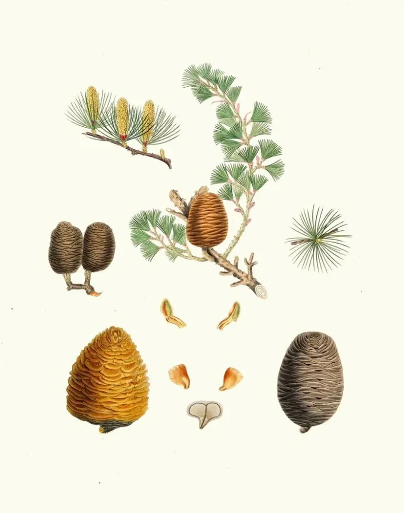 Kunstdruck Pinus deodara, indischer Zeder - Aylmer Bourke Lambert