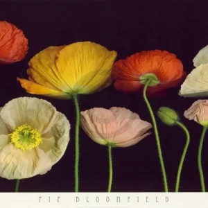Kunstdruck Pip Bloomfield - Poppy Garden I 91x66cm