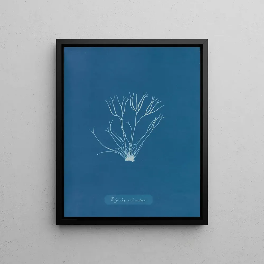Kunstdruck Polyides ronds - Anna Atkins | Kunstdruck