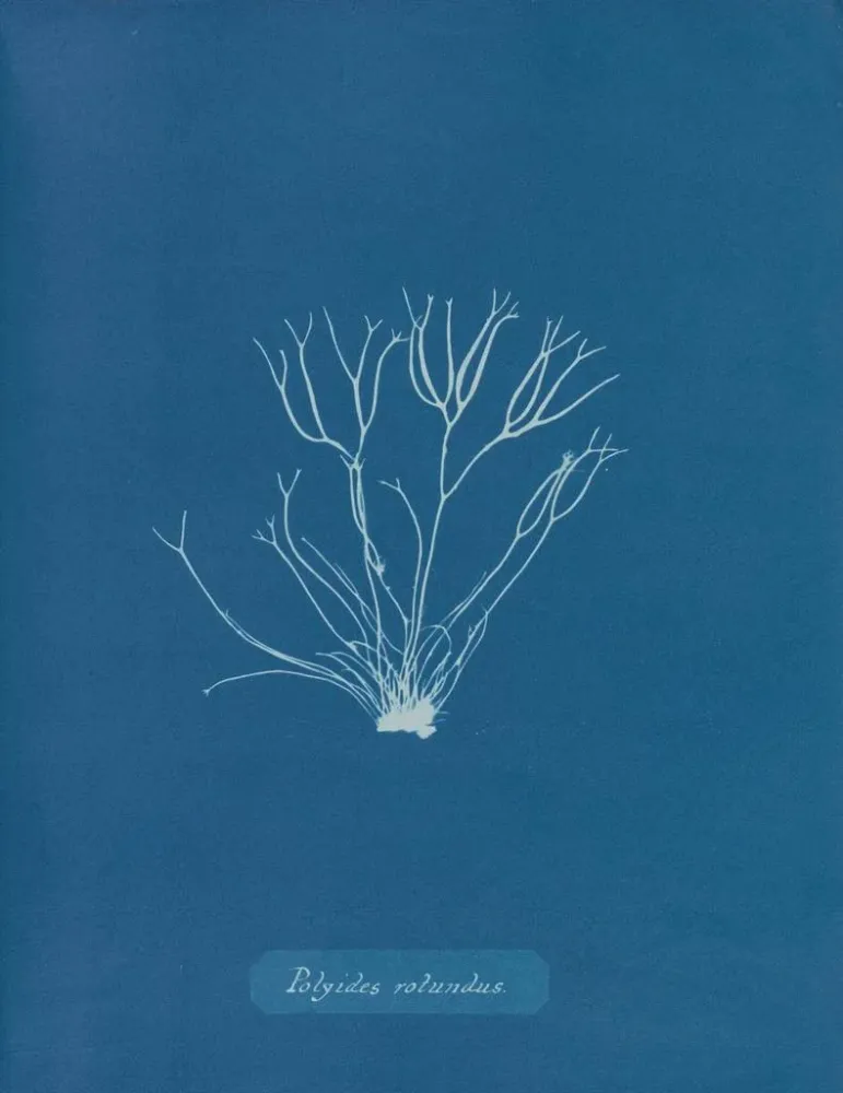 Kunstdruck Polyides ronds - Anna Atkins | Kunstdruck